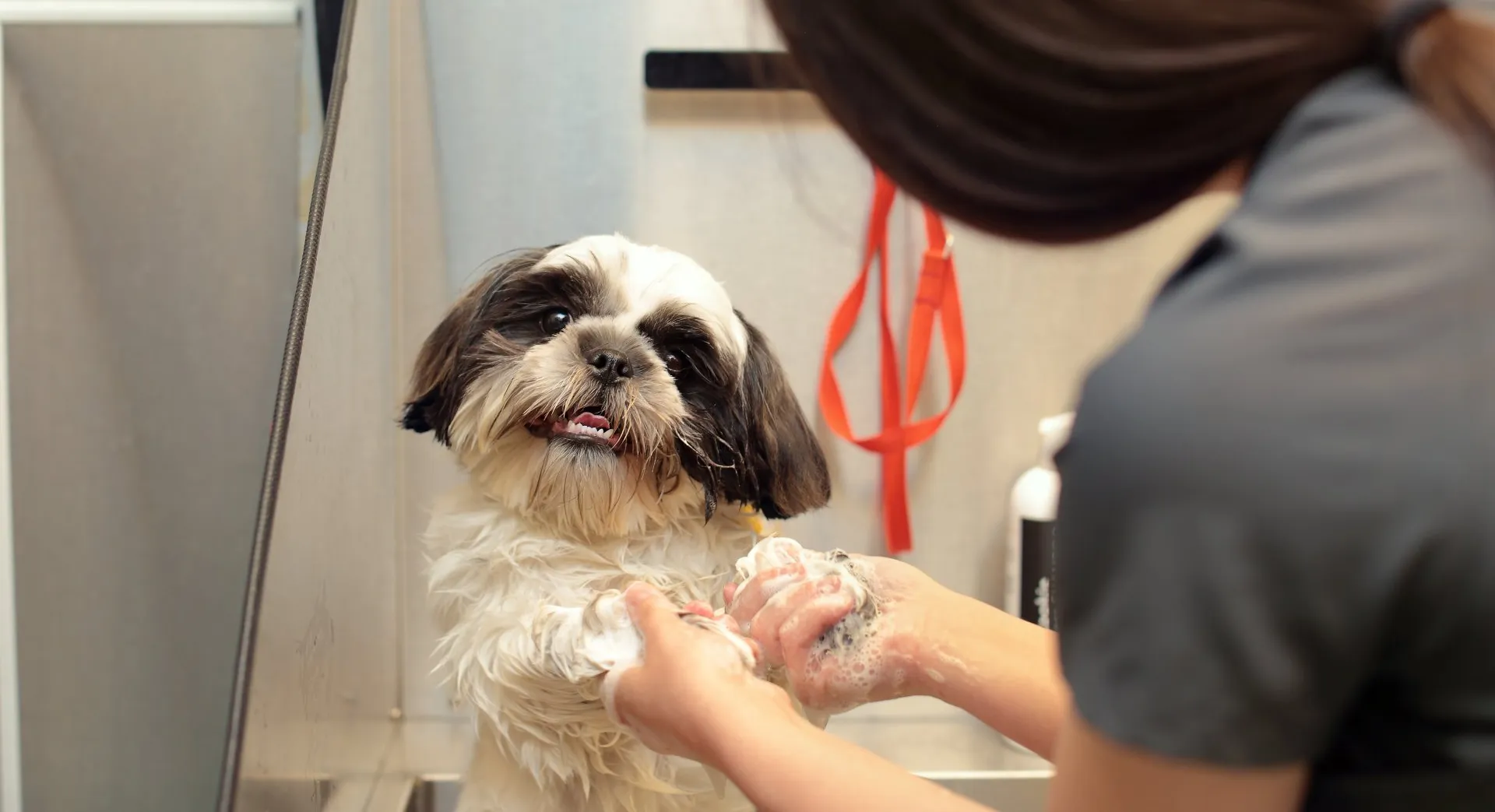 Cute dog getting a bath at the vet