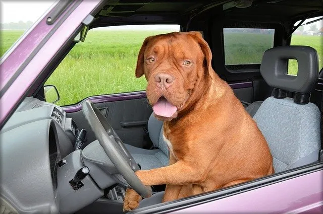 Brown dog sitting in a car