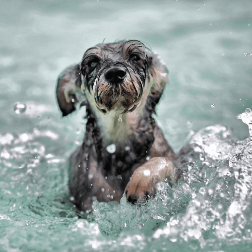 Grayish Terrier swimming on the waters