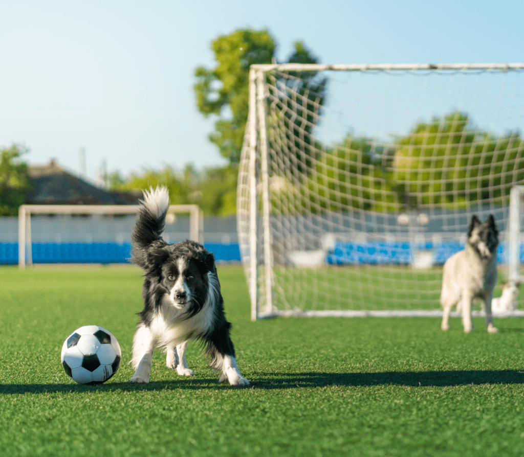 Two hairy dogs playing football on the game field