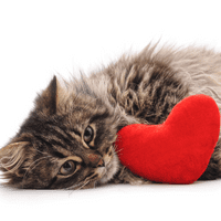 Gray kitten with a red heart pillow
