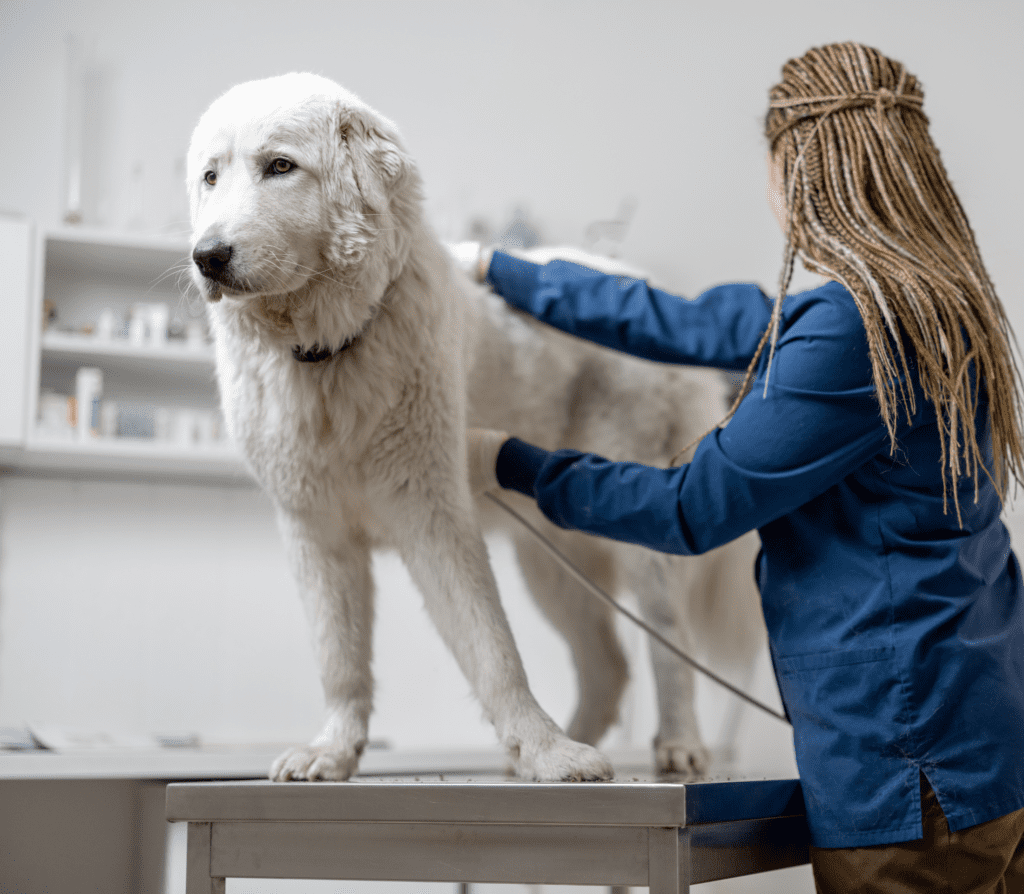 White big furry dog gets an ultrascound check-up