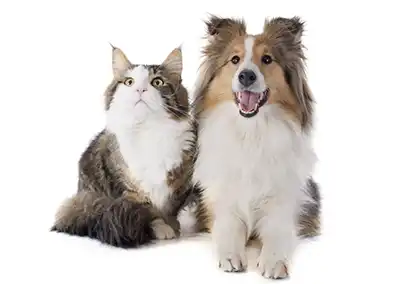 Shetland dog and Main coon cat sitting together