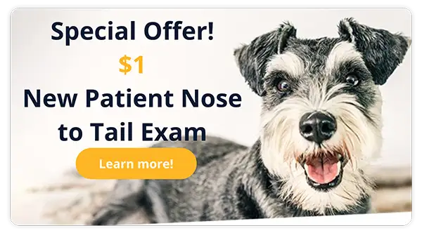 Special Offer! $1 New Client Exam!