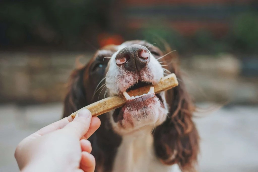 White and brown dog being given a treat