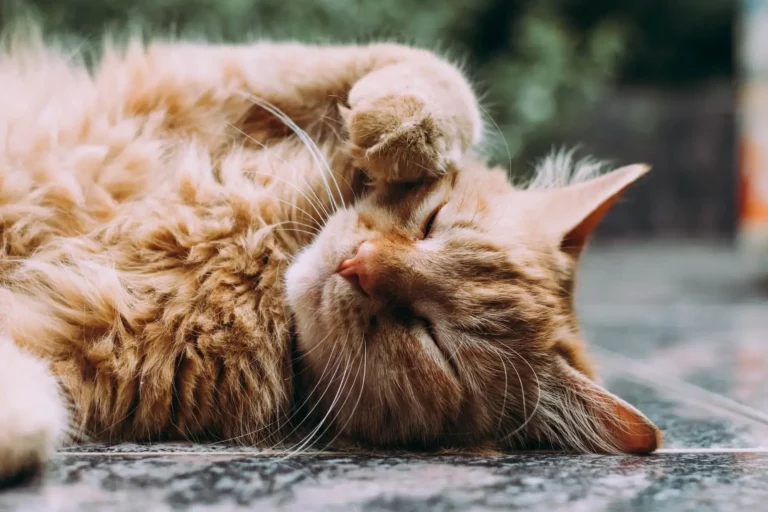 Cats On Laps: Why Fluffy’s Favorite Napping Spot May Be You
