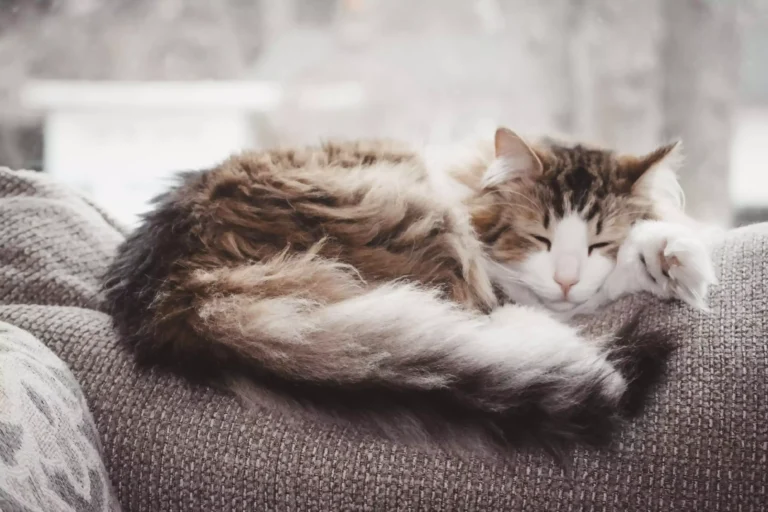 Veterinarian’s Guide: Caring for Your Senior Cat