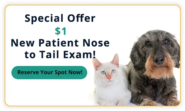 Special Offer! $1 New Client Exam!