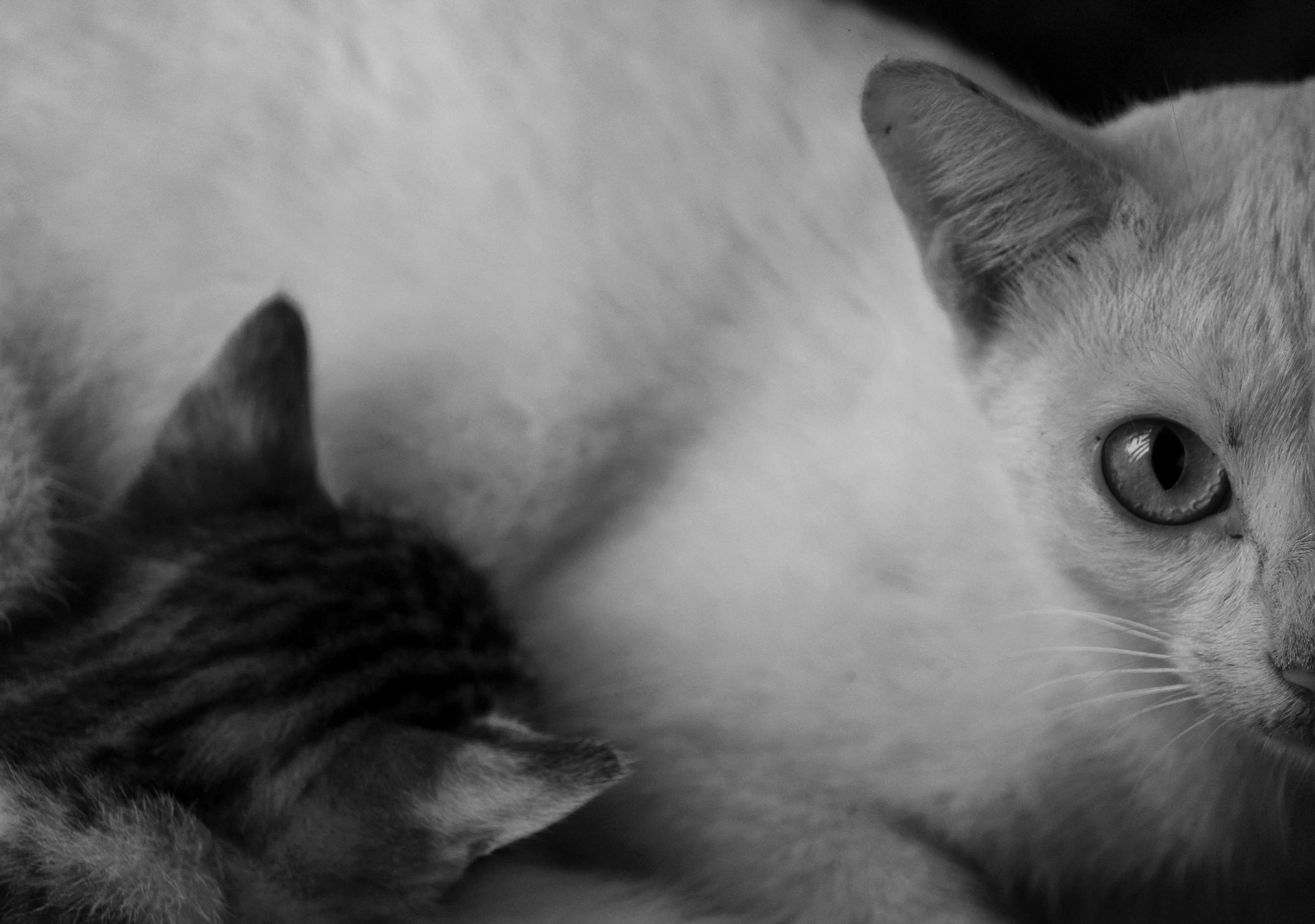 A white cat and a tabby kitten curled up together.