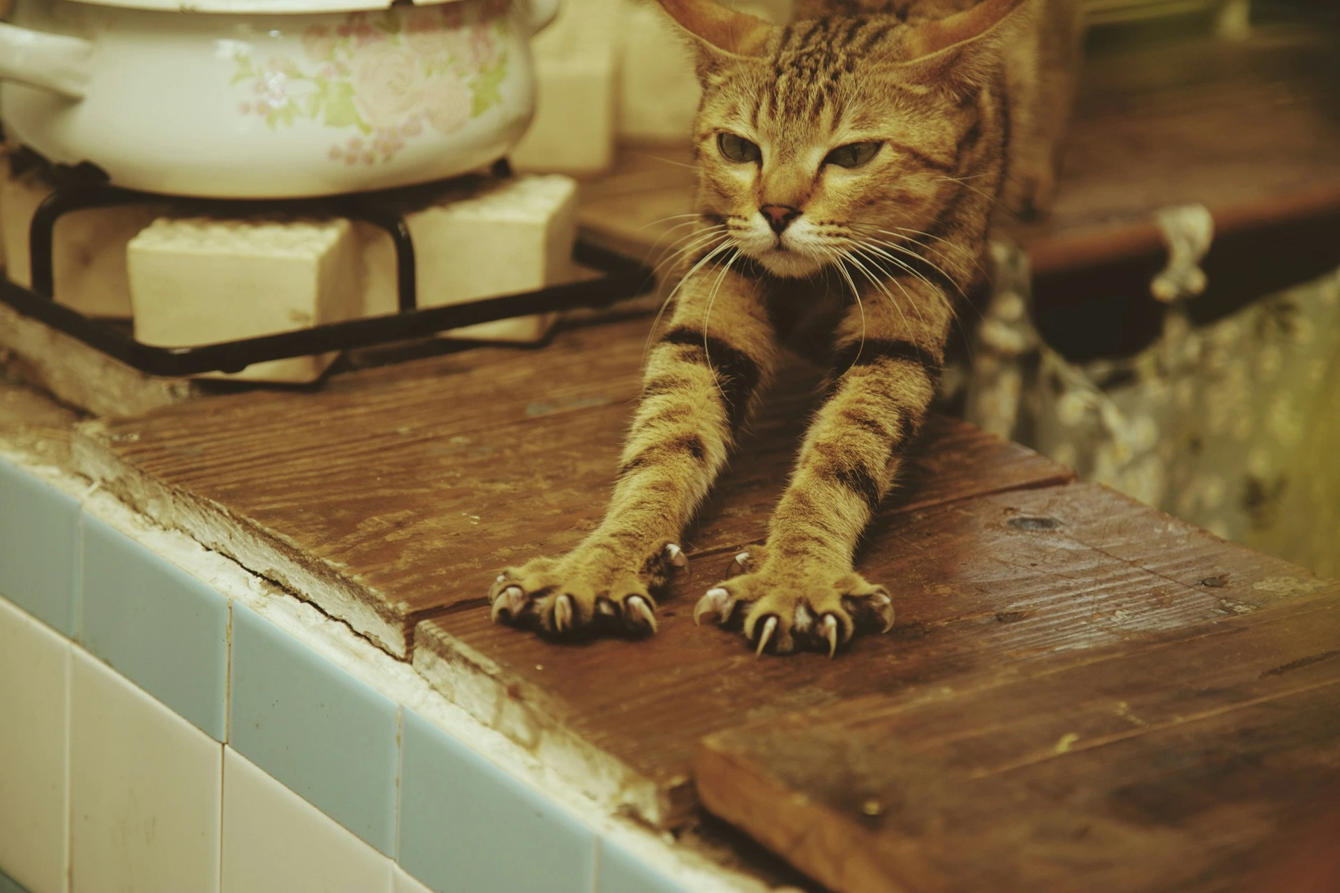 A cat with brown striped fur and sharp claws stretched out on a wooden counter.