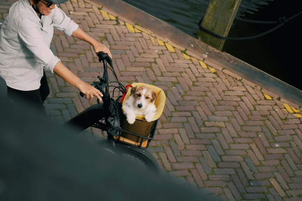 A white and brown dog sits in a basket in front of a person's bike.