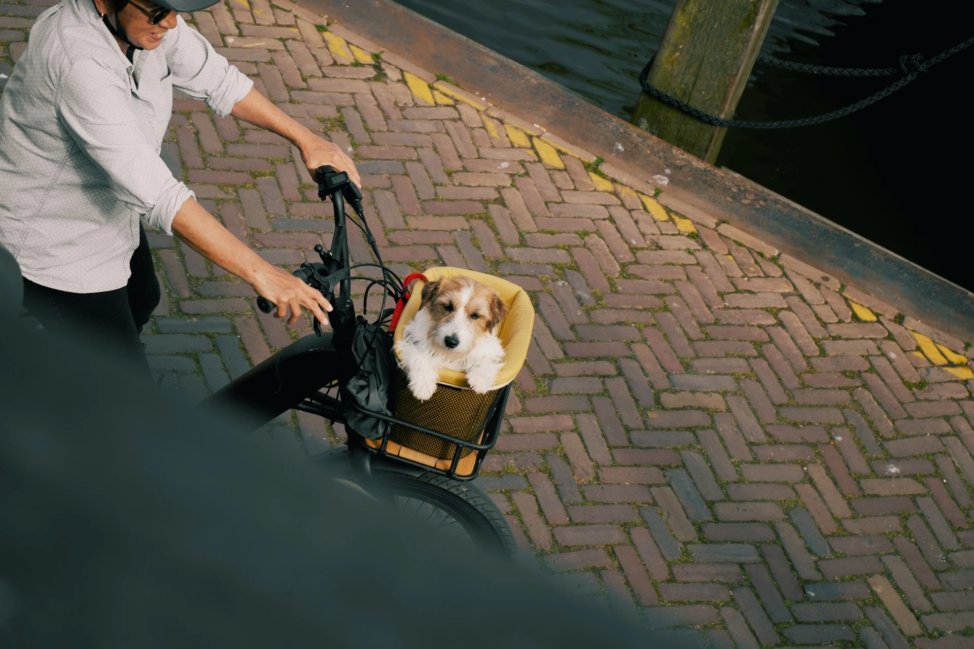 A white and brown dog sits in a basket in front of a person's bike.