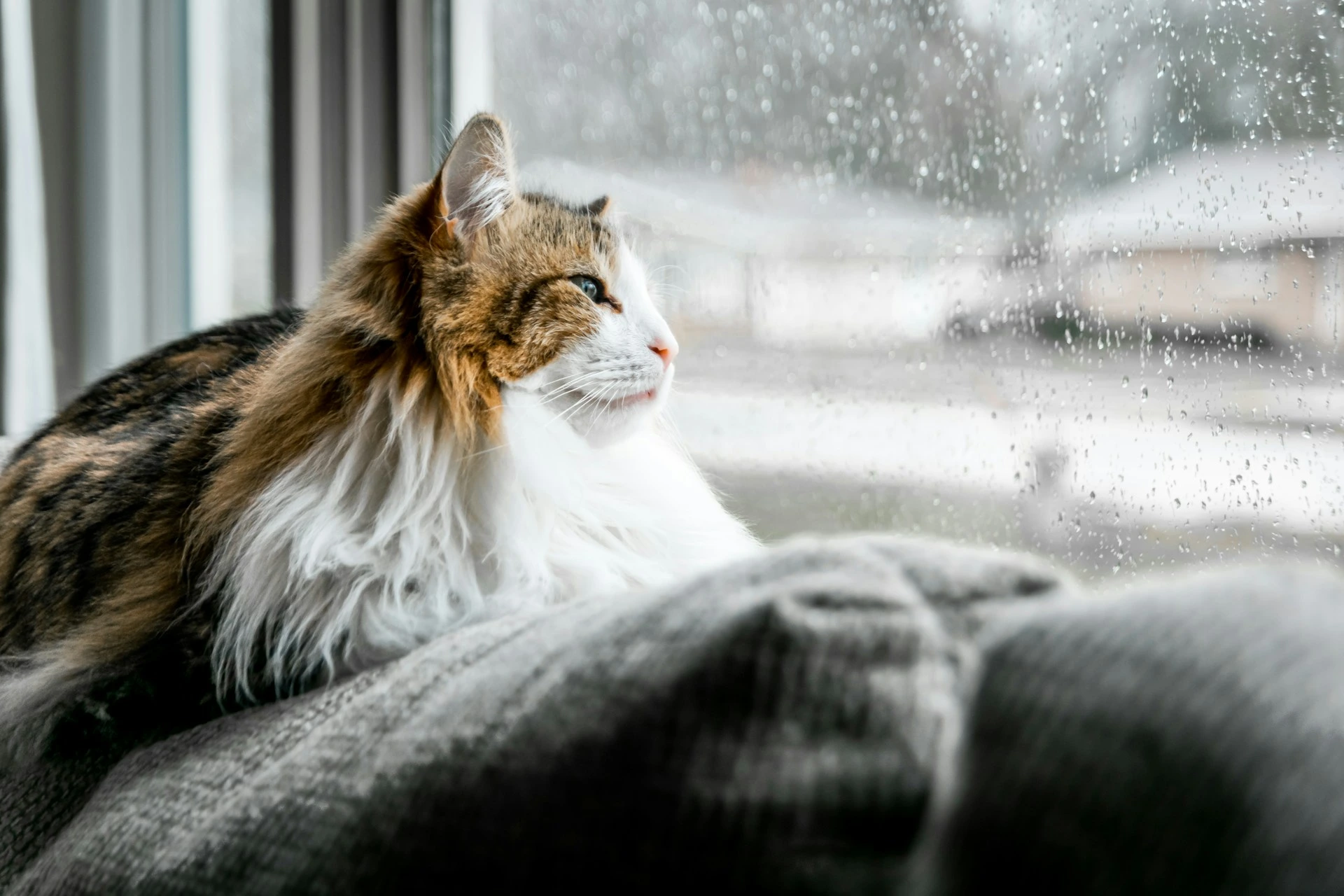 A brown and white cat looks out a glass covered in droplets window while raining.