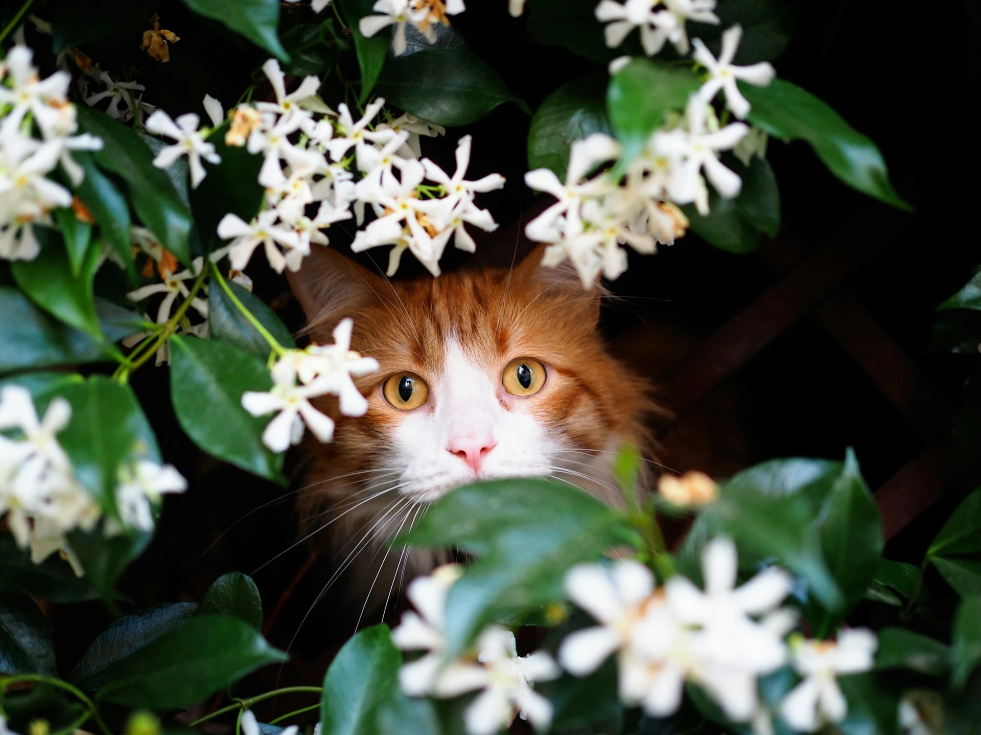 A long-haired orange cat stares through a bush of leaves and white flowers.