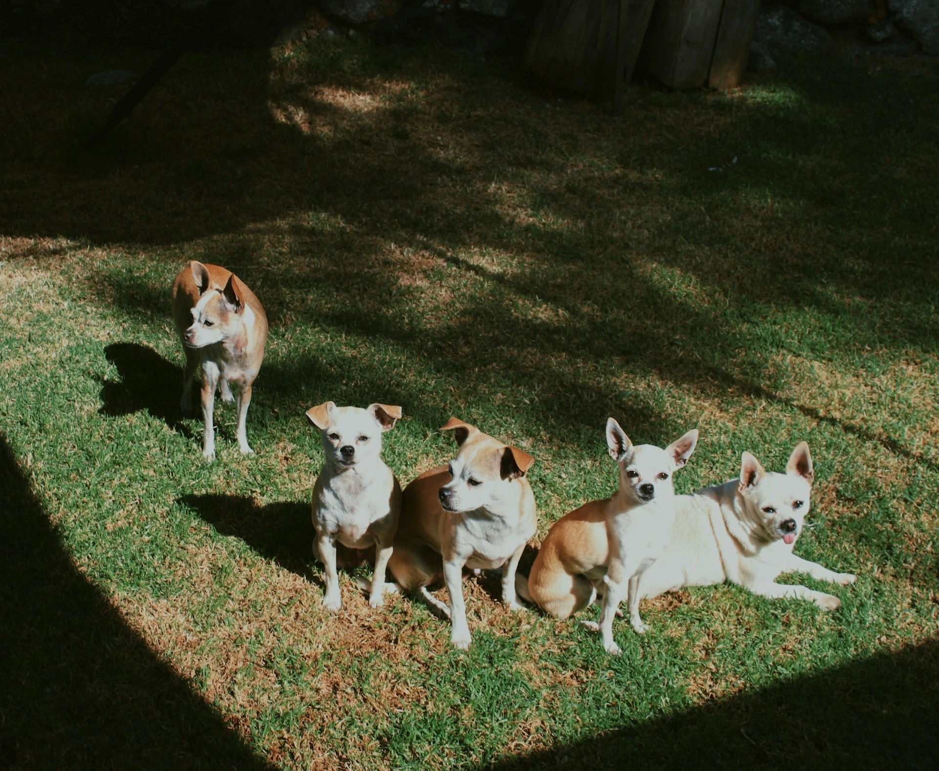 Five small Chihuahua dogs are scattered on a sunlit green lawn.