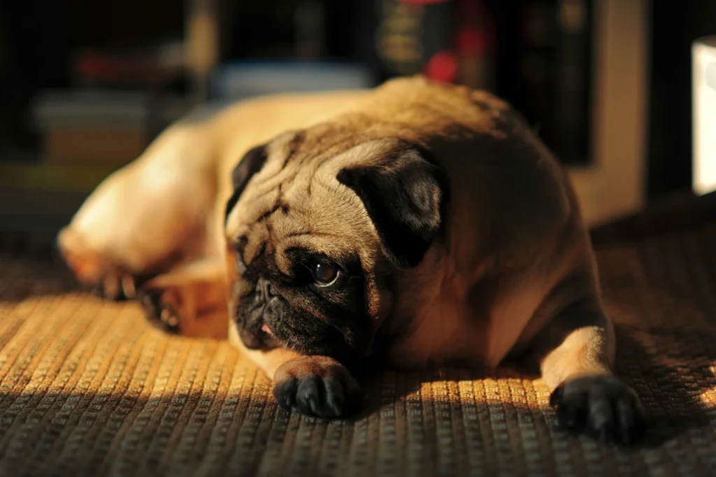 A tan pug dog lies on a textured rug in a beam of sunlight.