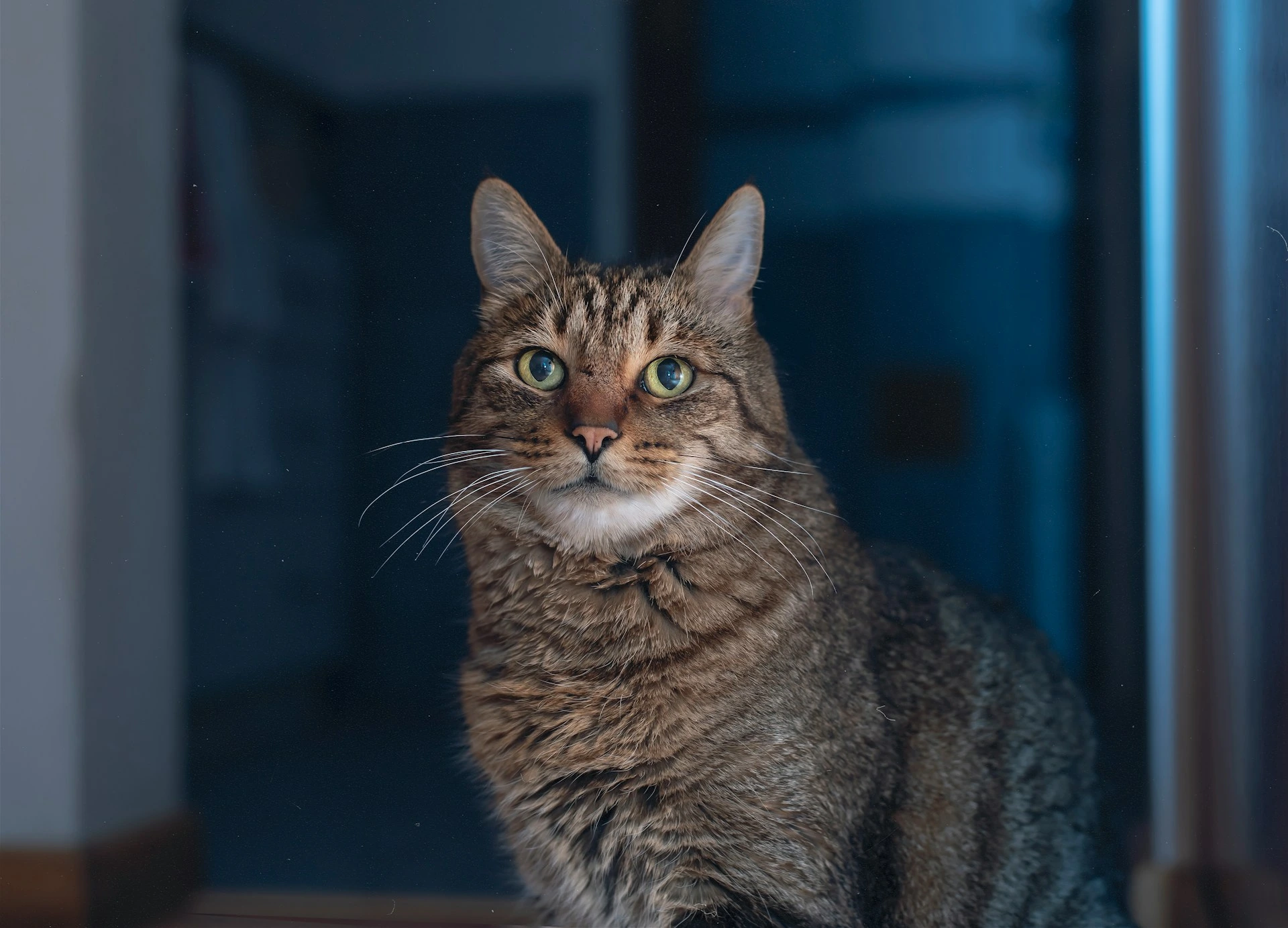 A close-up of a brown tabby cat against a blurry blue background.